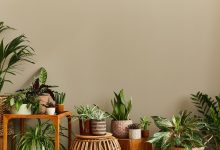 Photo of Как украсить интерьер растениями