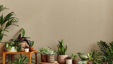 Photo of Как украсить интерьер растениями
